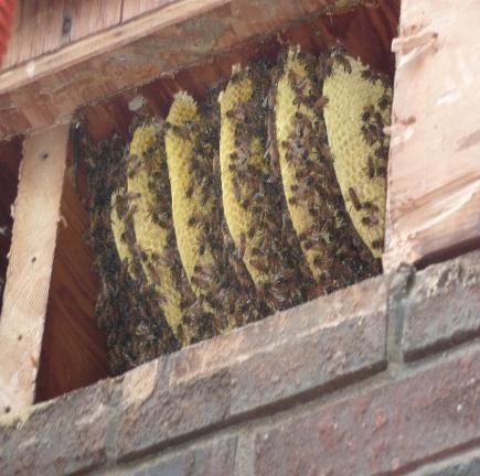 bee removal near me